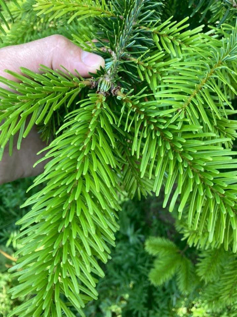 Premium Nordmann Fir