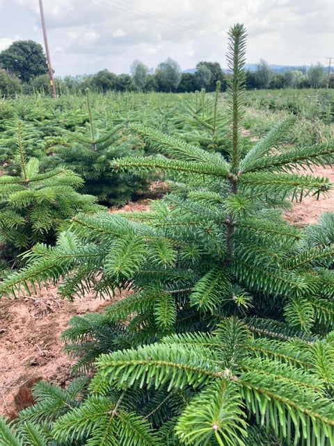 Premium Nordmann Fir