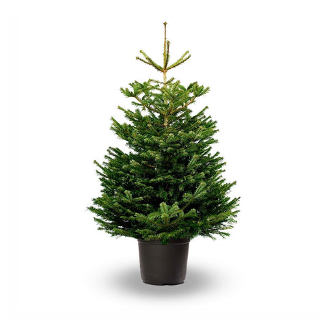 Premium Nordmann Fir (Potted)